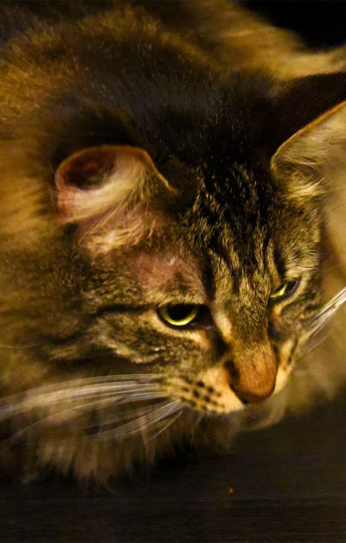 pets1