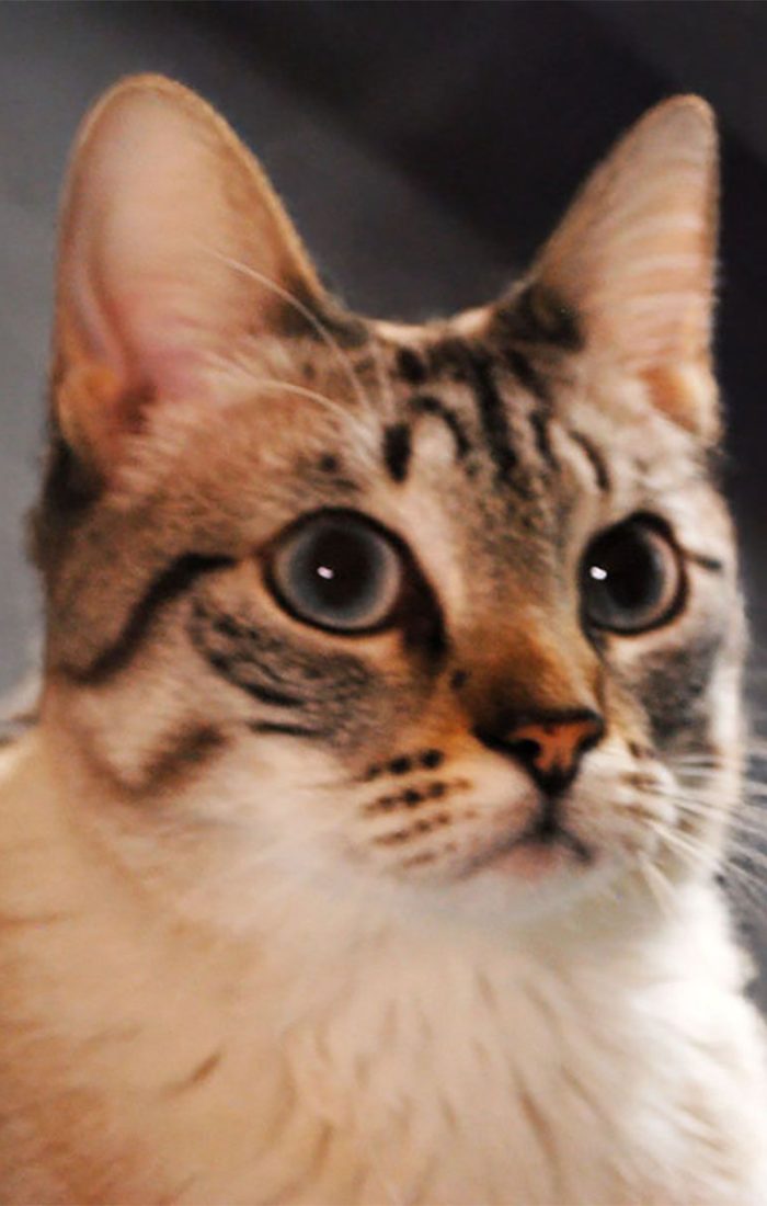 pets25